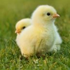 chicks-5014152_1920