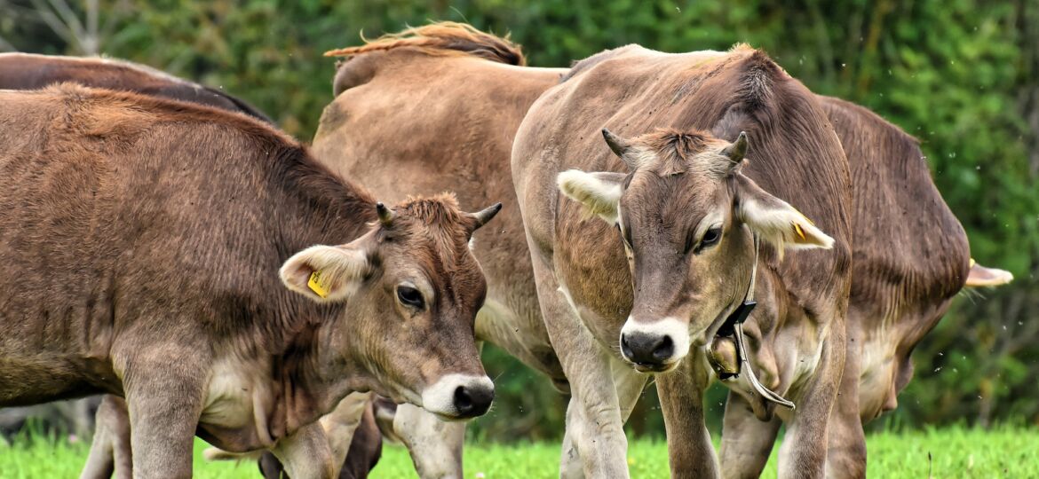 cow-4397881_1920