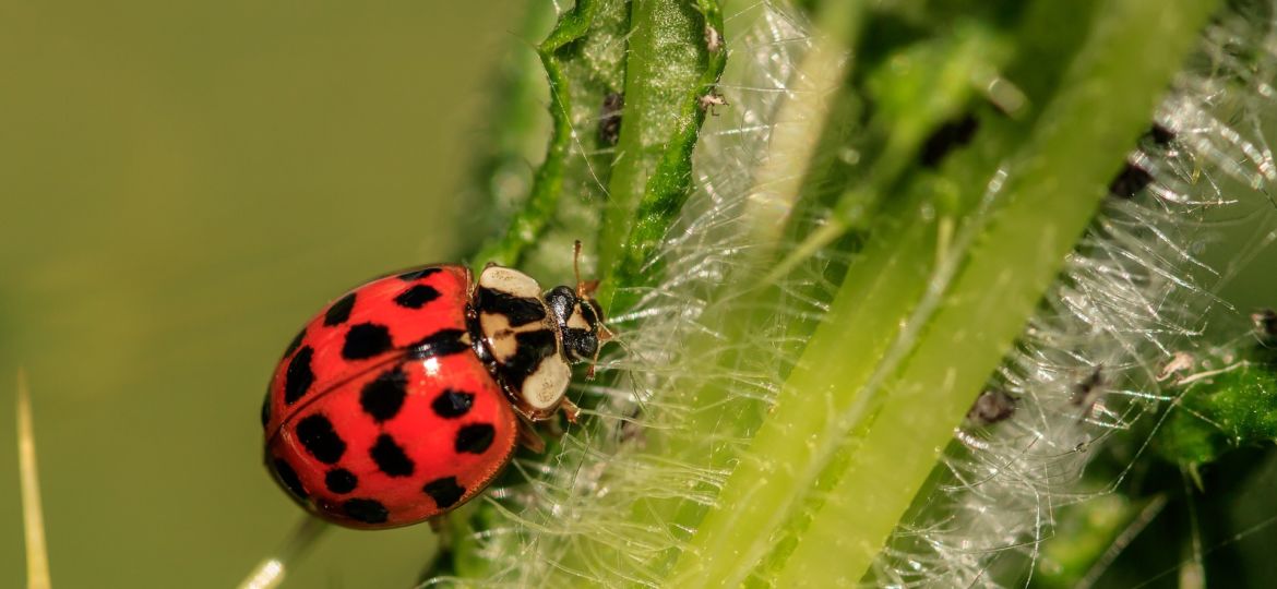 ladybug-3442106_1920