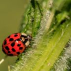 ladybug-3442106_1920