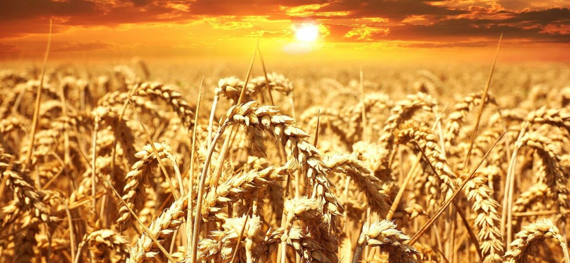 wheat-field-640960_1920