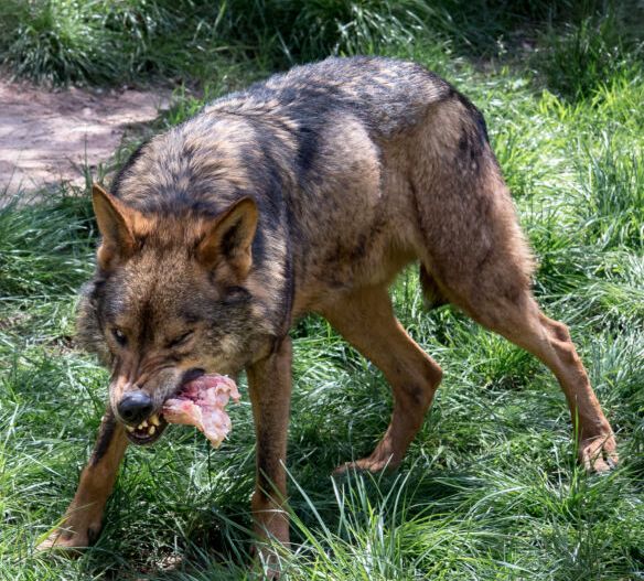 Adult male iberian wolf  (Canis lupus signatus)