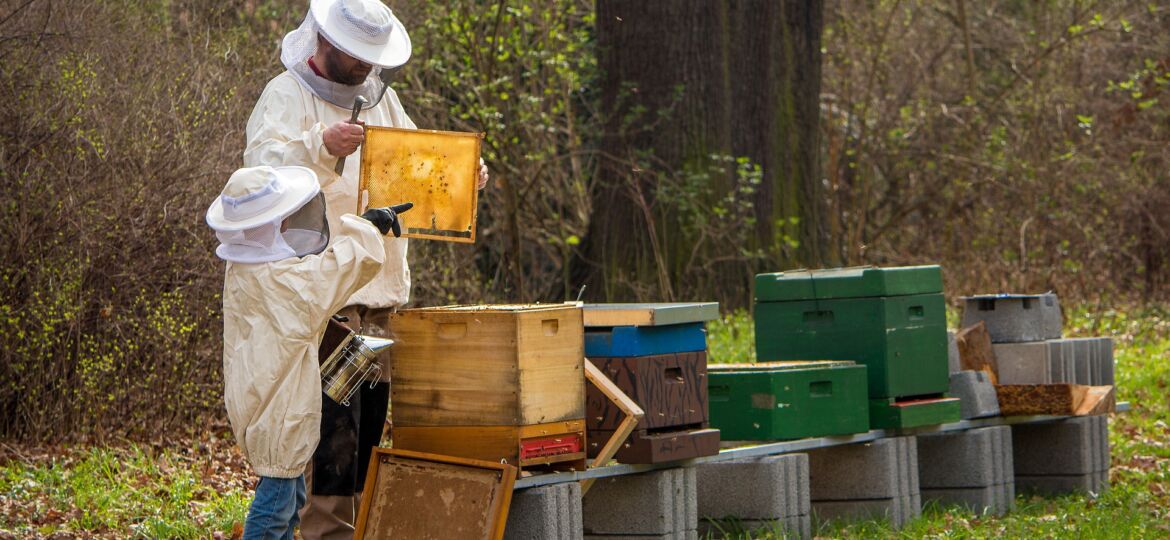 beekeeper-g08c70a867_1920