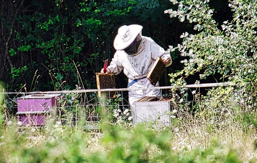 beekeeping-g26eb3955c_1280