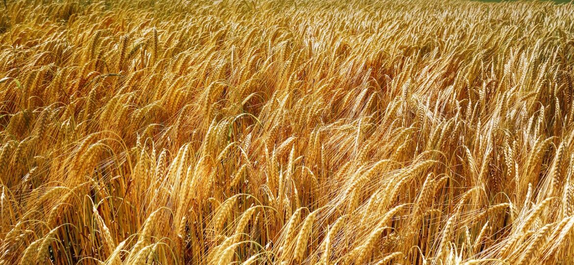 wheat-gbd5540be3_1280