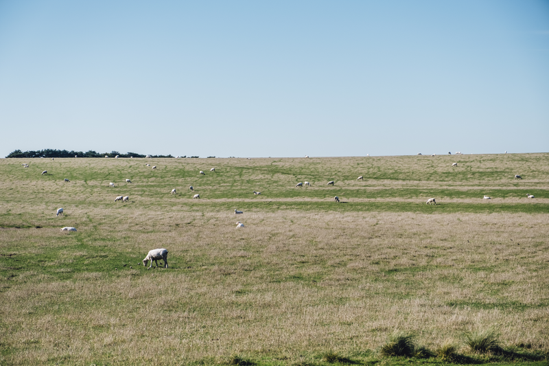 ovejas-campo-hierba-800