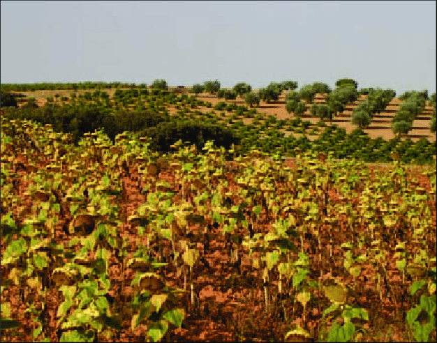 Figuras-8-y-9-Campos-de-cultivo-de-secano-y-regadio-en-Villaverde-y-Pasaconsol-y-en
