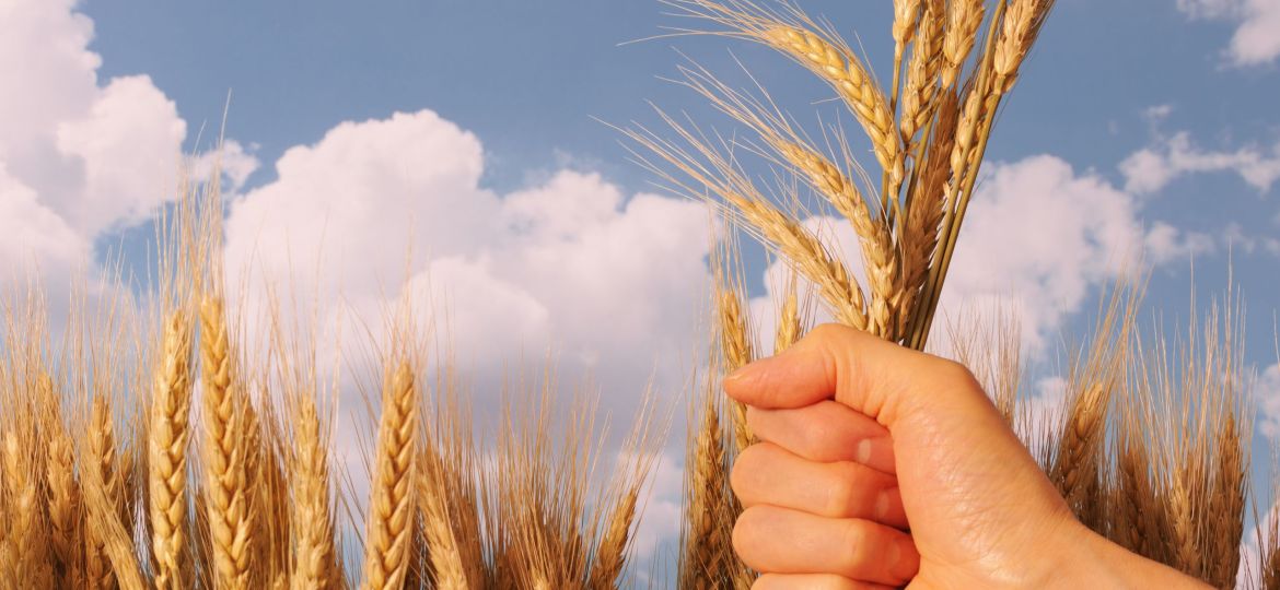 Holding a wheat bunch against blue sky