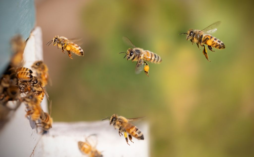 El ministerio pretende dejar de subvencionar la alimentación suplementaria de las abejas, vital ante los efectos del cambio climático y la mortandad en colmenas