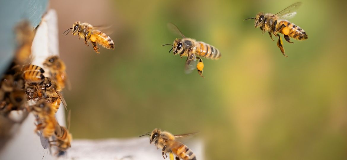 abejas