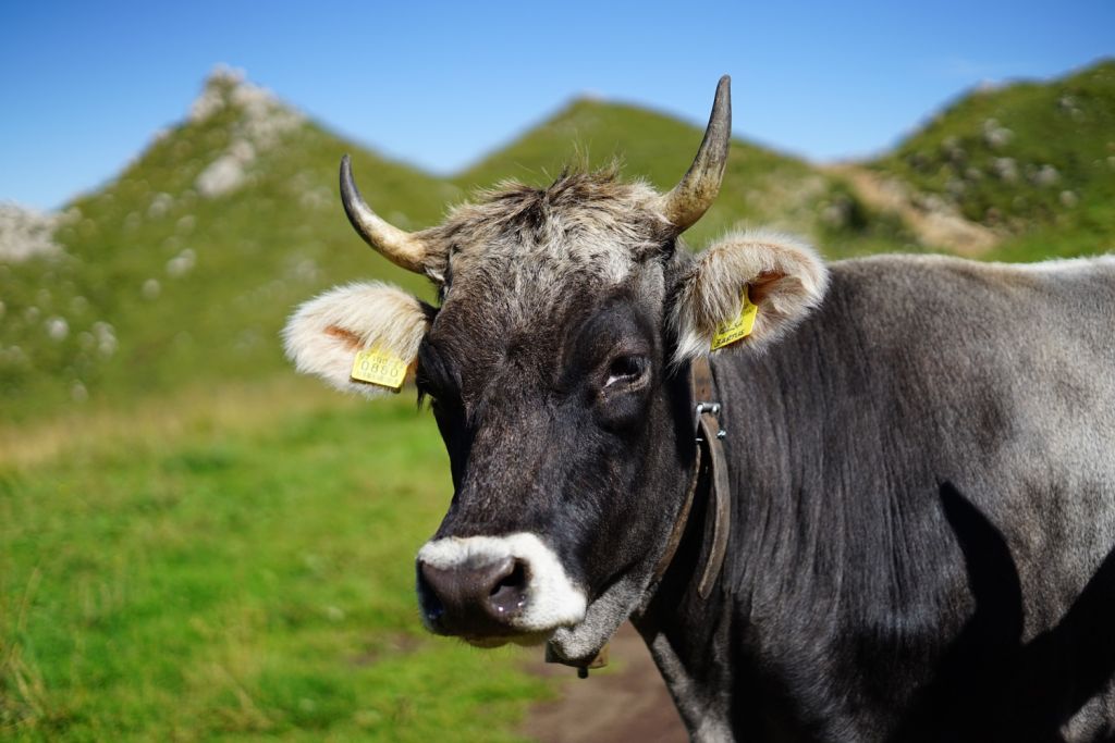 Planas impone el crotal electrónico para el vacuno y añade un coste innecesario a la carne de ternera