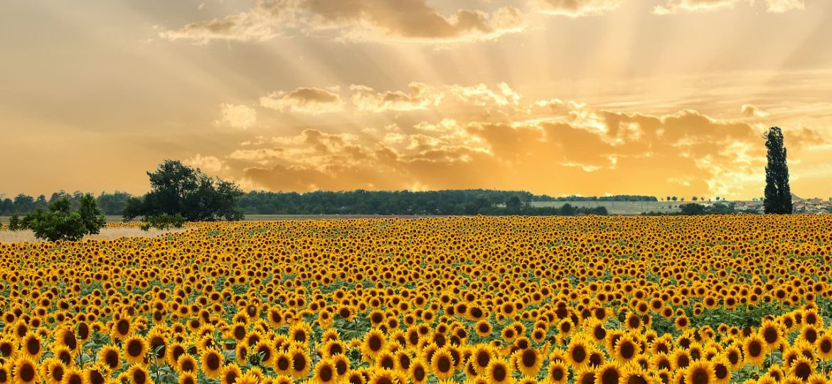 GIRASOLES