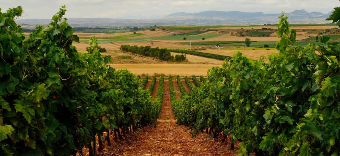 caracteristicas-vinos-castilla-y-leon