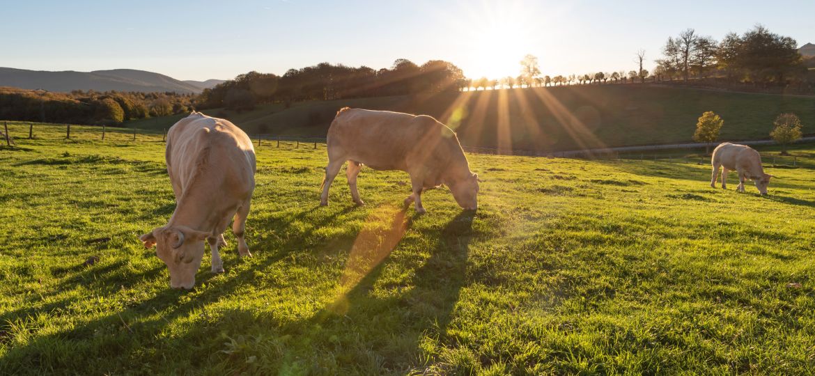 vacas pastando