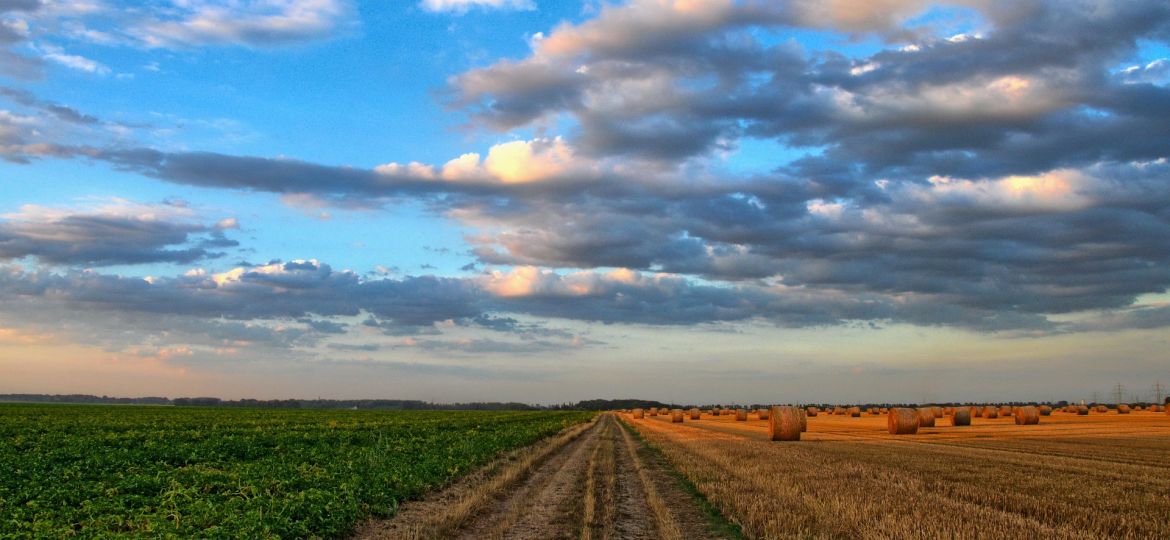 field-213364_1920