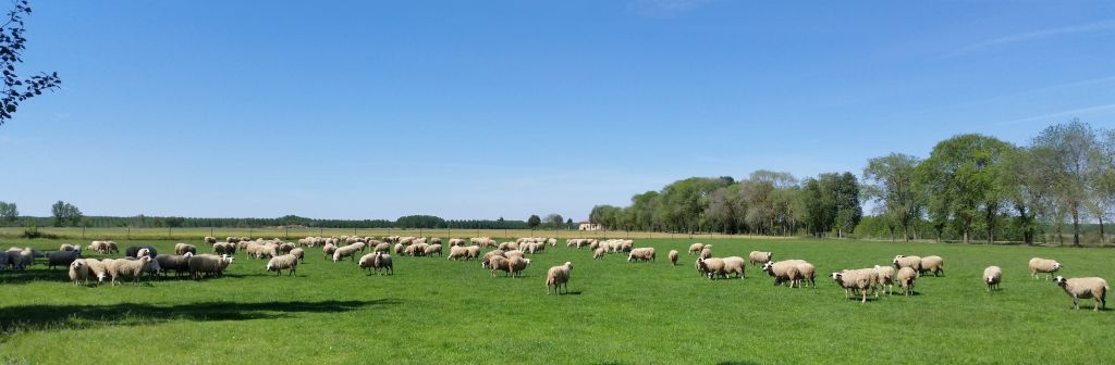 Del campo español al hogar argelino: el cordero nacional viaja rumbo a la Fiesta del Sacrificio