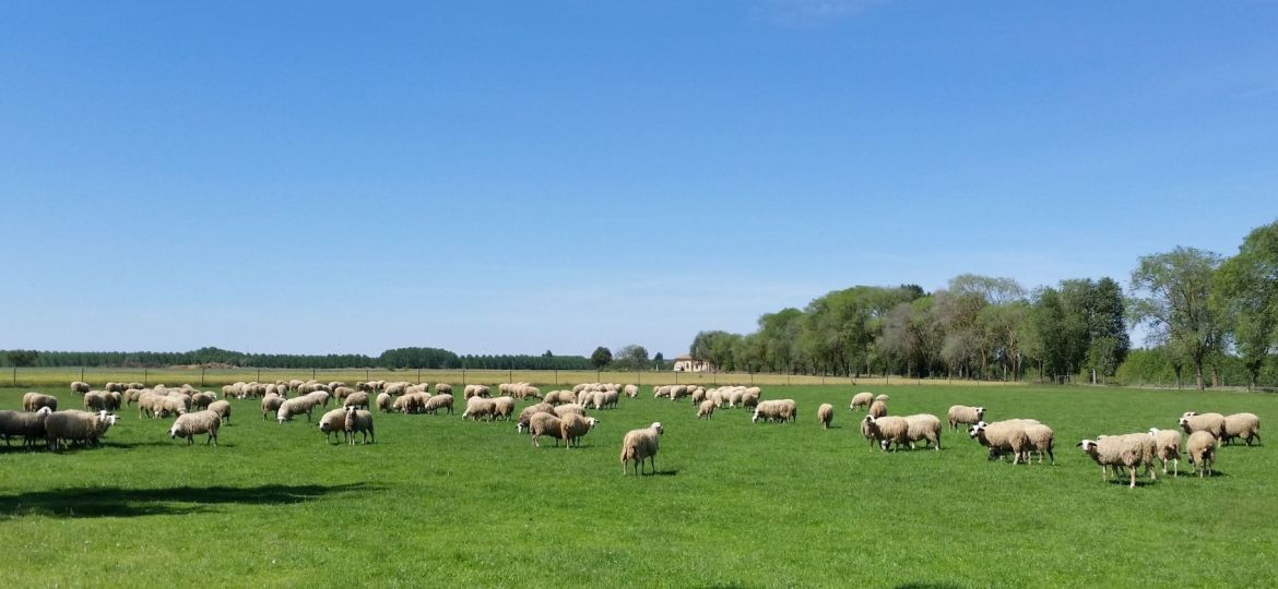 ovejas s.cebrián
