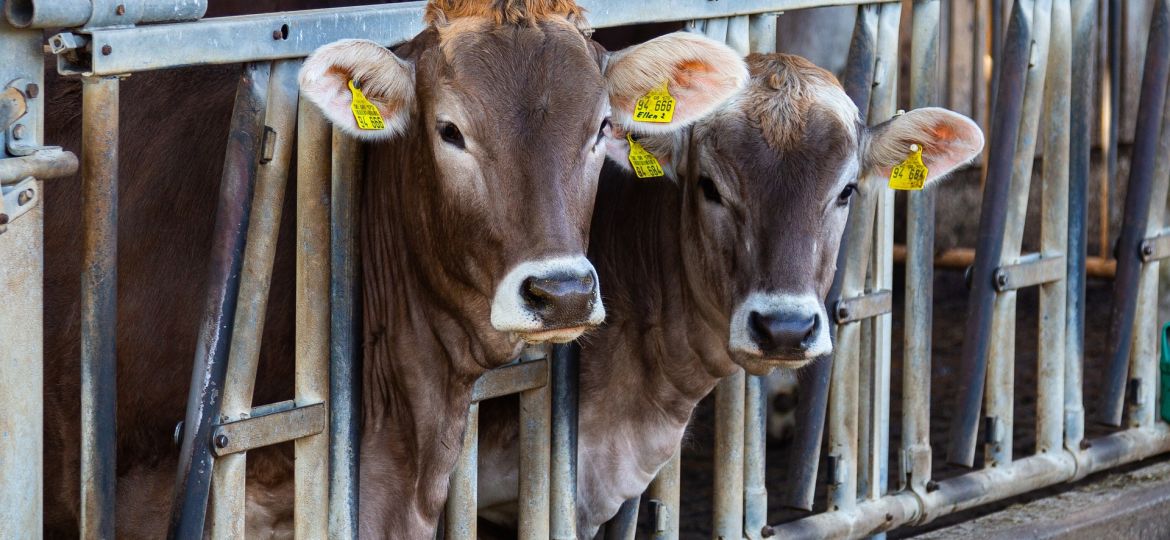 cow-4954371_1920