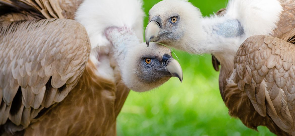 vultures-1851644_1920