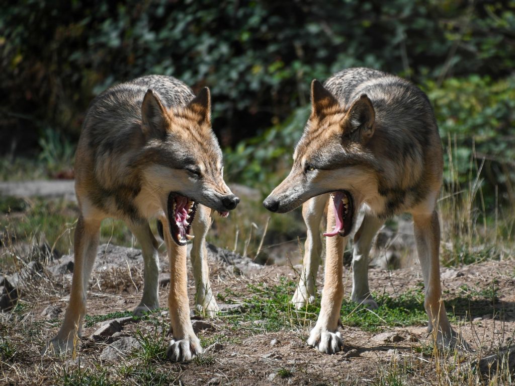 COAG denuncia que la ministra Sara Aagensen quiere quitarle al ganadero los fondos contra los ataques del lobo para dárselo a los grupos animalistas