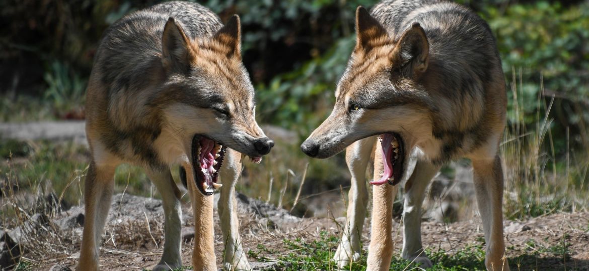 lobos