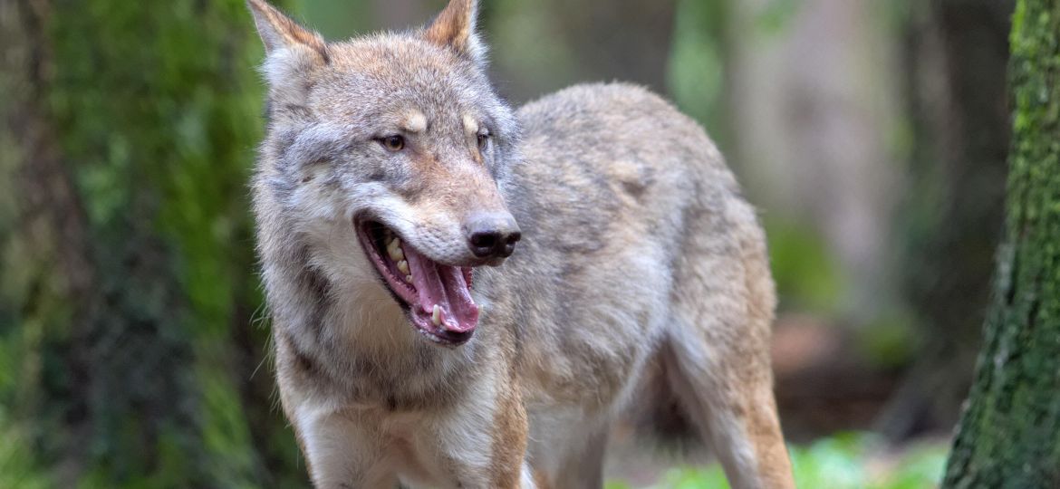 lobo