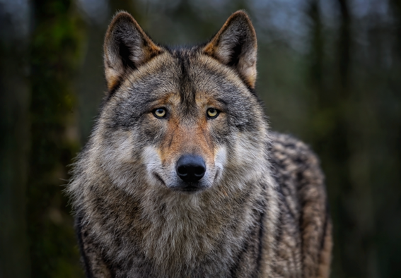 LOBO