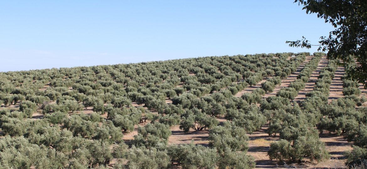 olive-groves-4553417_1920