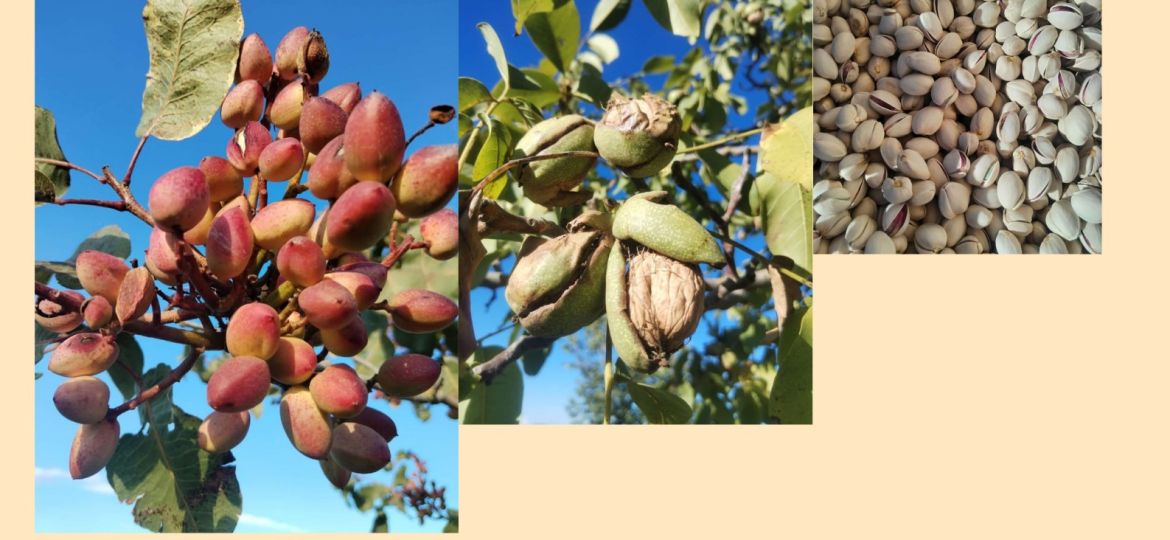 CARTEL JORNADA PISTACHOS (002)