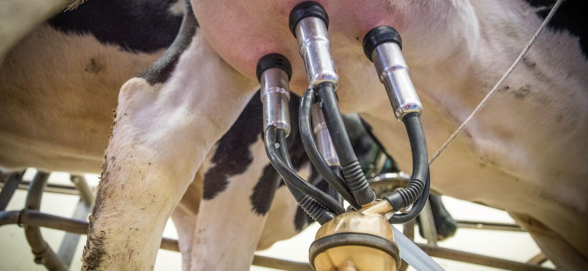 ordeño vaca