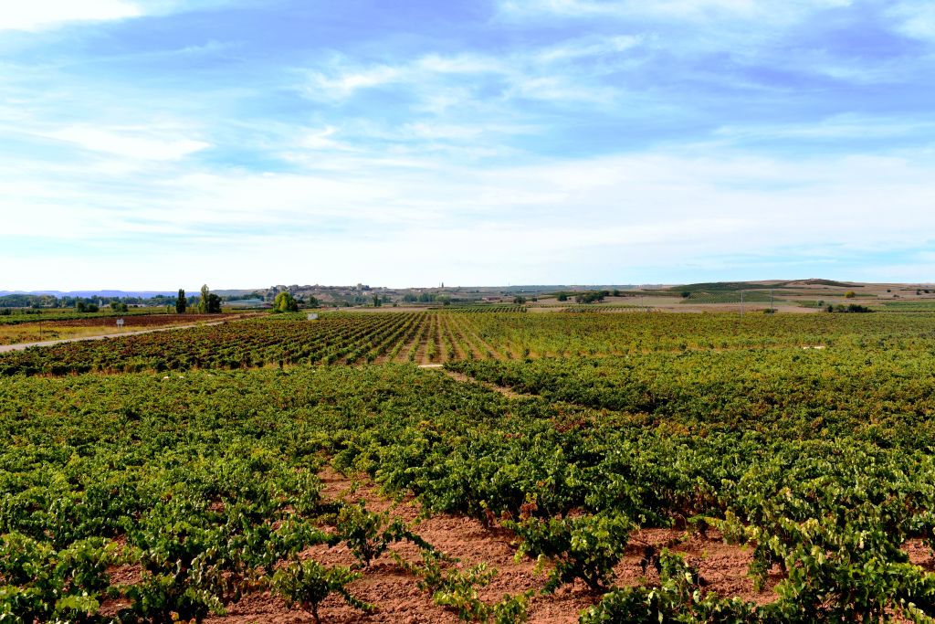 COAG alerta de que será necesario un arranque social y subvencionado del 25 por ciento del viñedo español para atajar la galopante crisis que aqueja al sector del vino