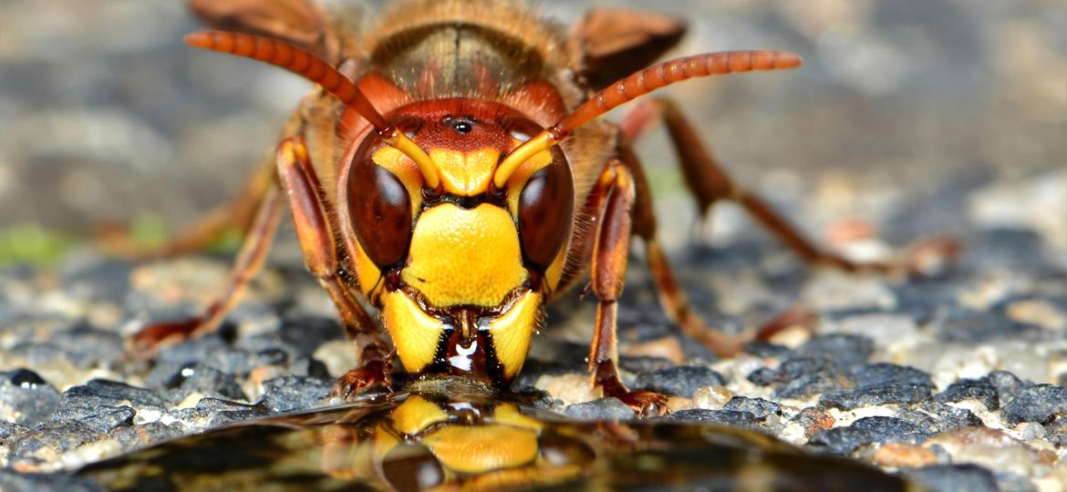 vespa velutina