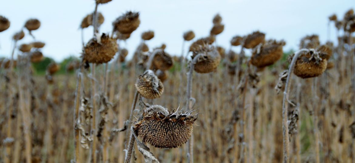 girasol seco