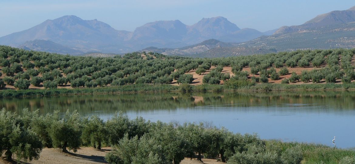 olivar