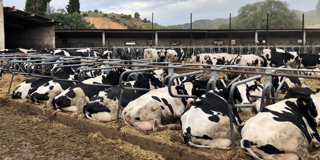vacas-lecheras